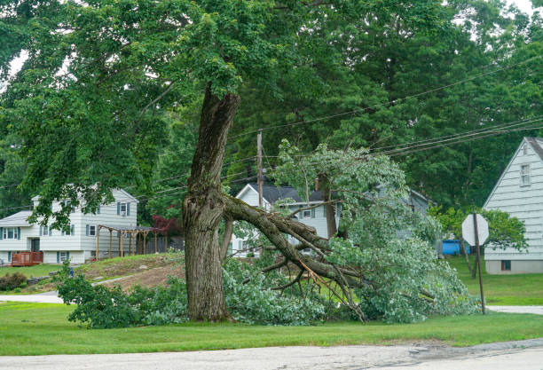 Best Fruit Tree Pruning  in Walnut Hill, TN